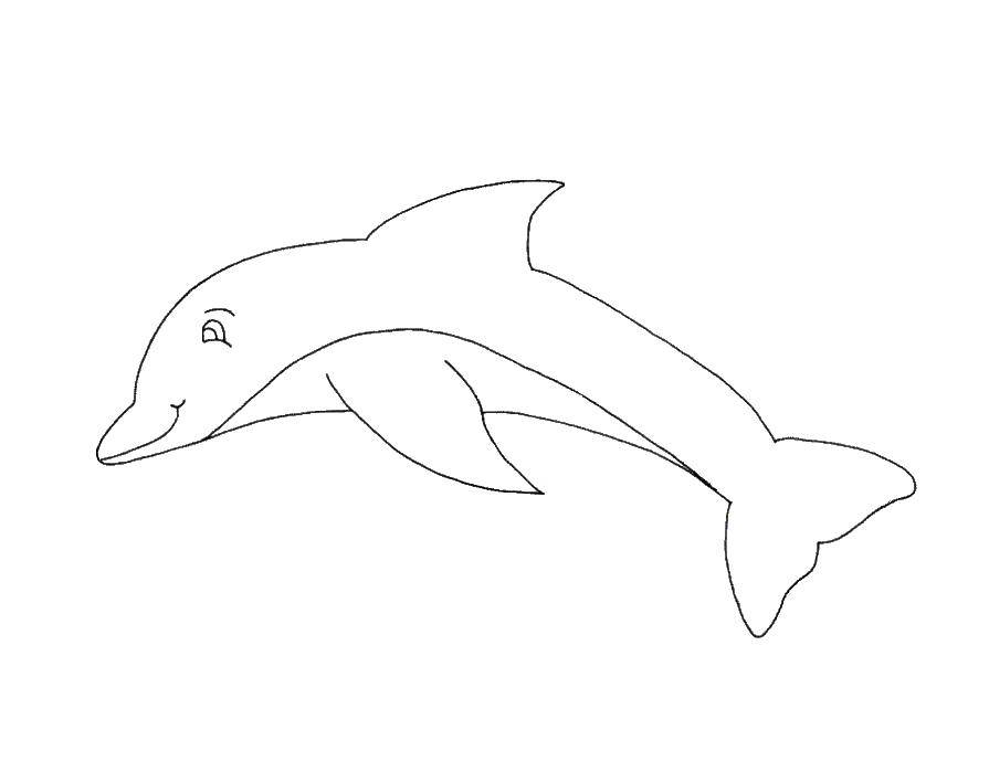   Дельфин