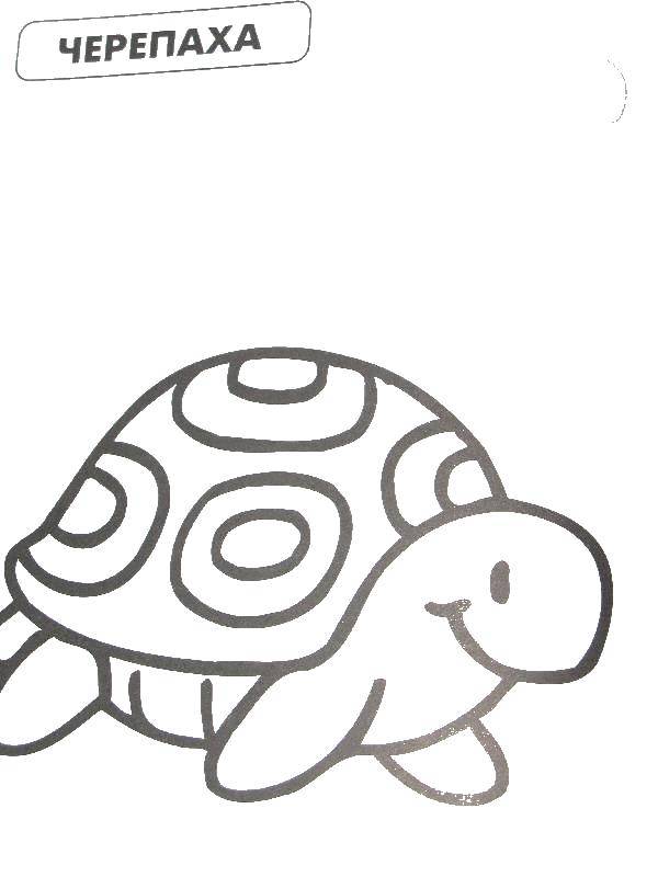 Раскраски черепаха  Черепаха