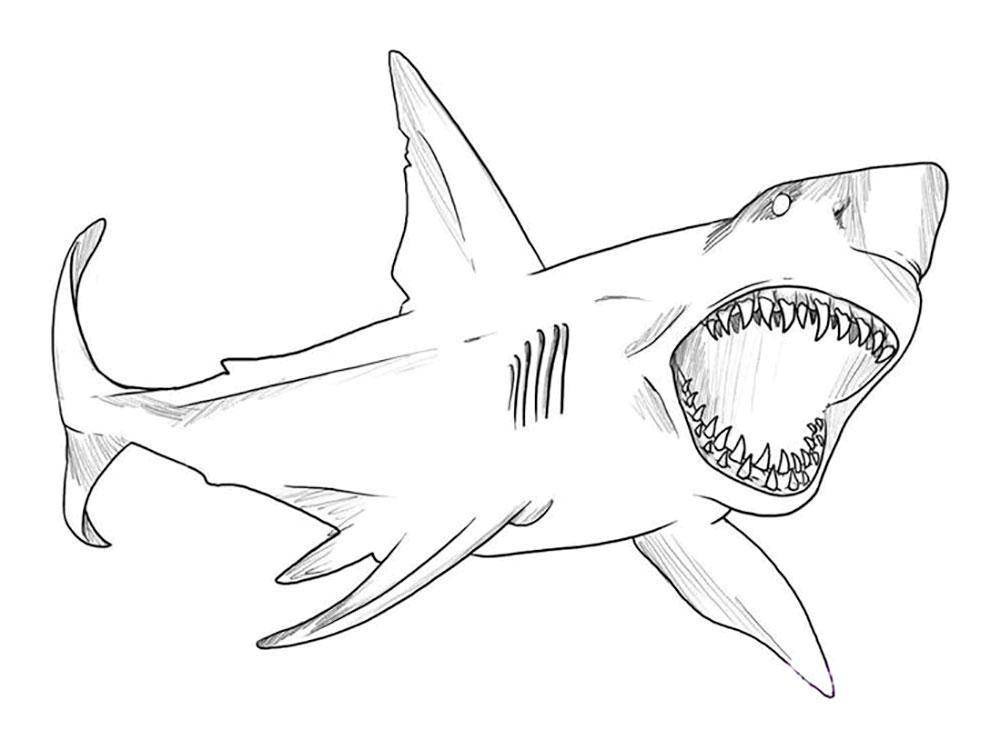   Зубастая акула