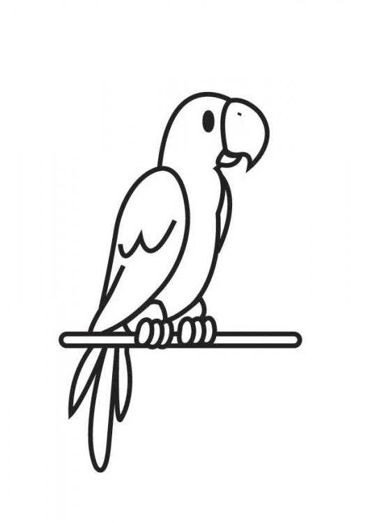 Раскраска попугай  Попугай на жердочке