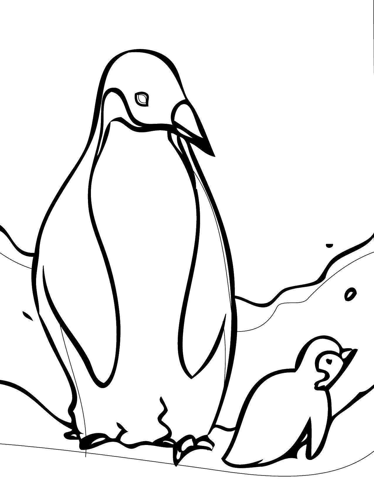   Пингвинчики