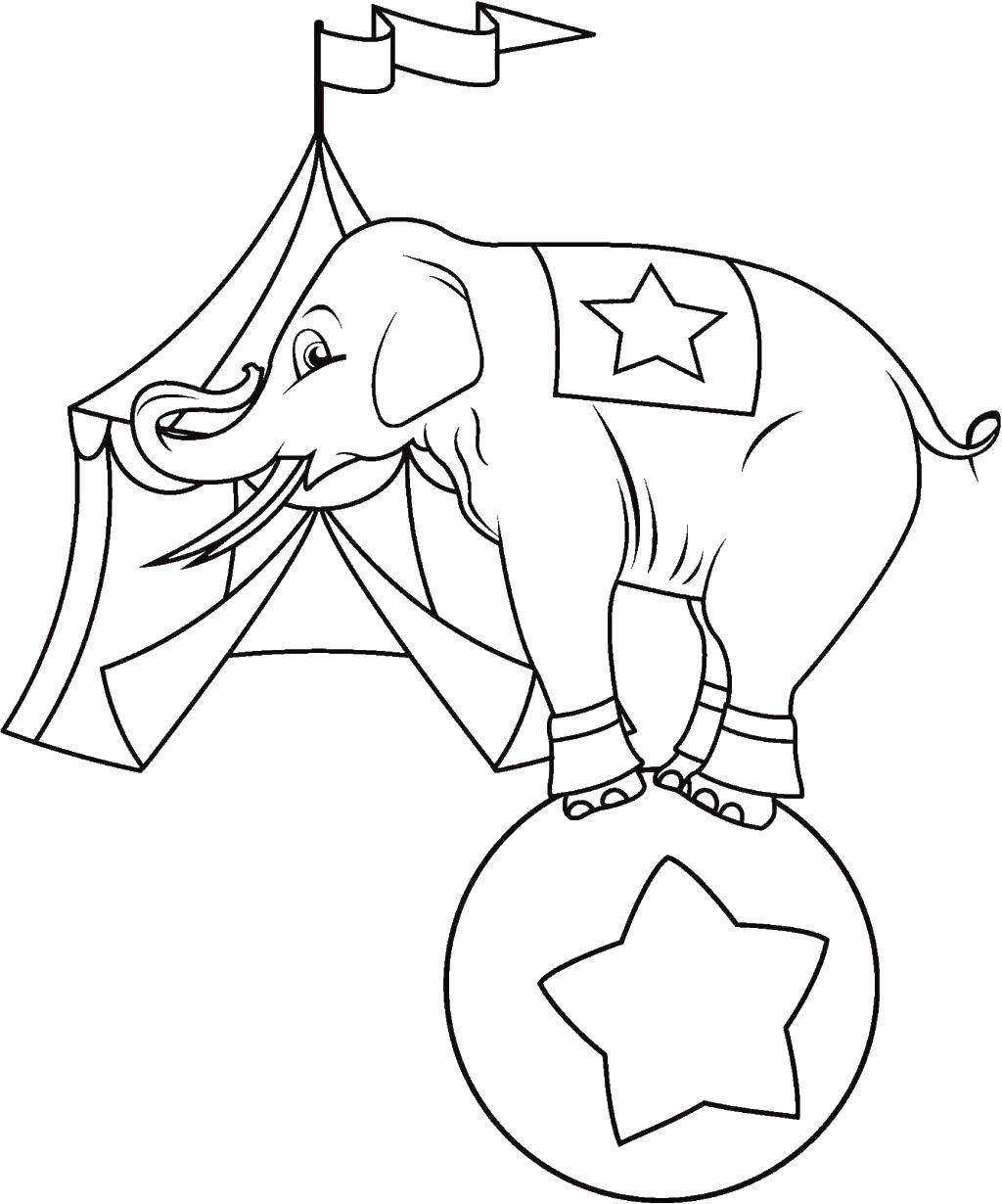   Цирковой слоник