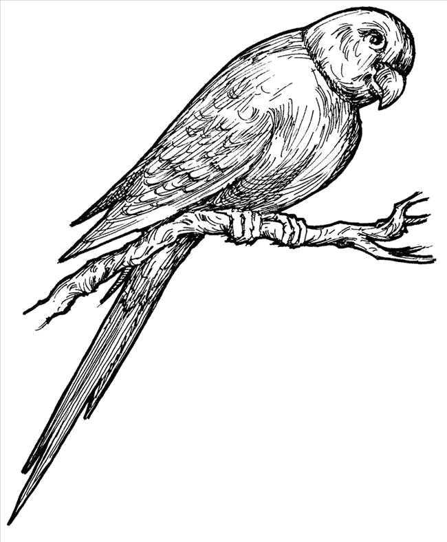 Раскраска попугай  Попугай на веточке