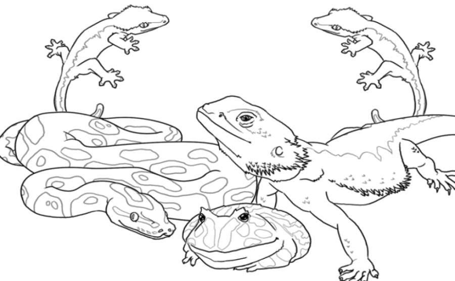 Раскраски лягушки, жабы  Змея, лягушка и игуана