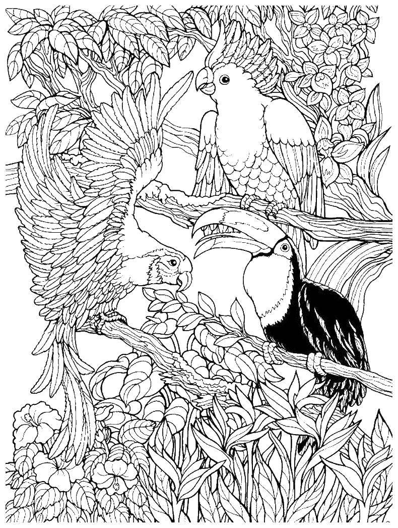 Раскраска попугай  Попугаи и тукан в джунглях