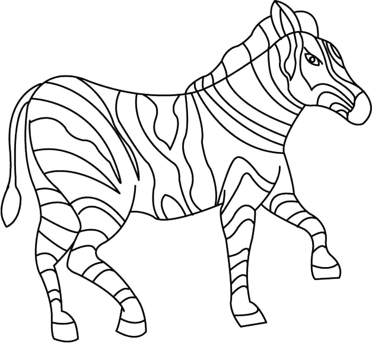 Раскраски зебры  Зебра