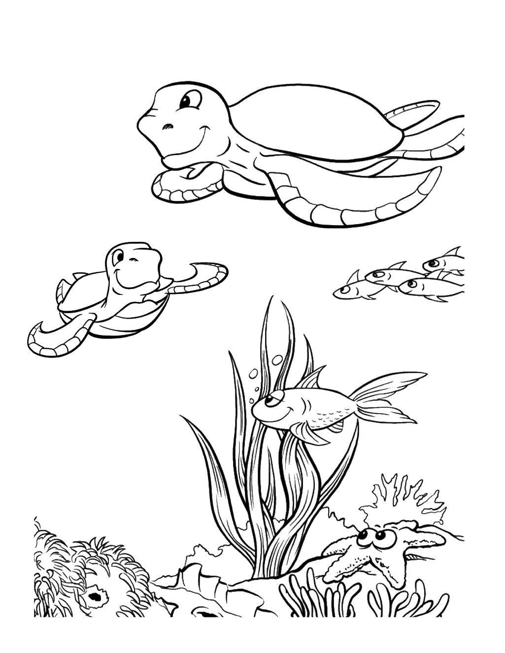 Раскраски черепаха  Счастливые морские черепашки