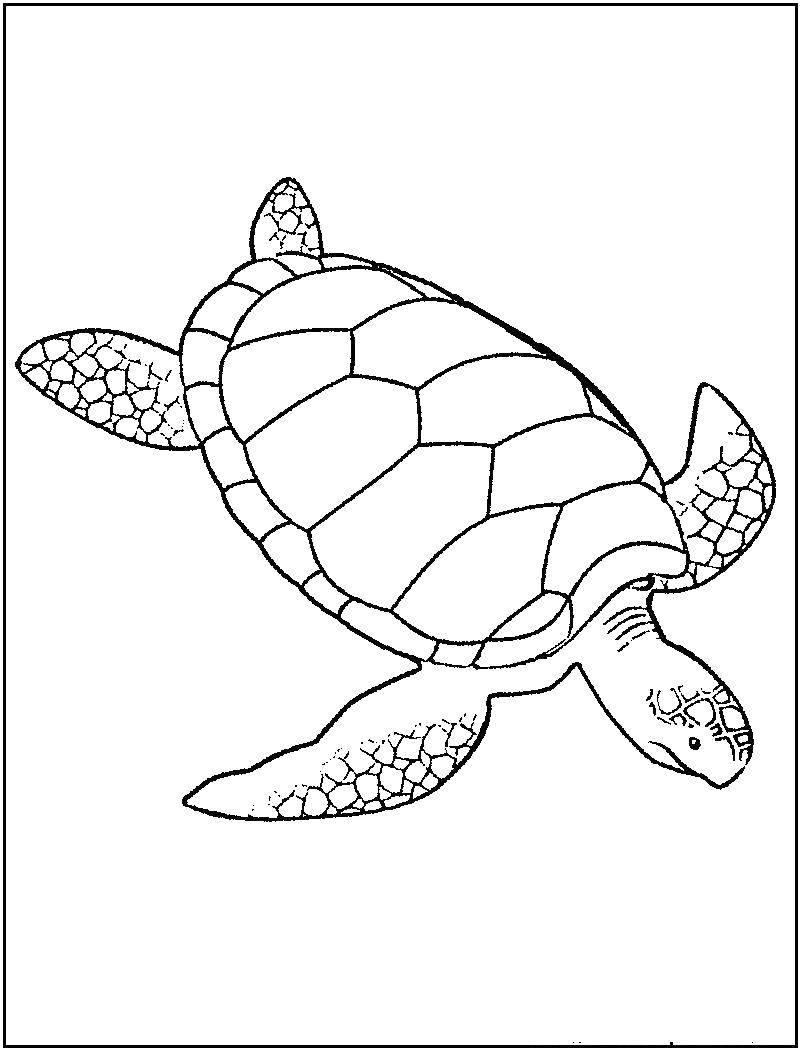 Раскраски черепаха  Морская черепашка