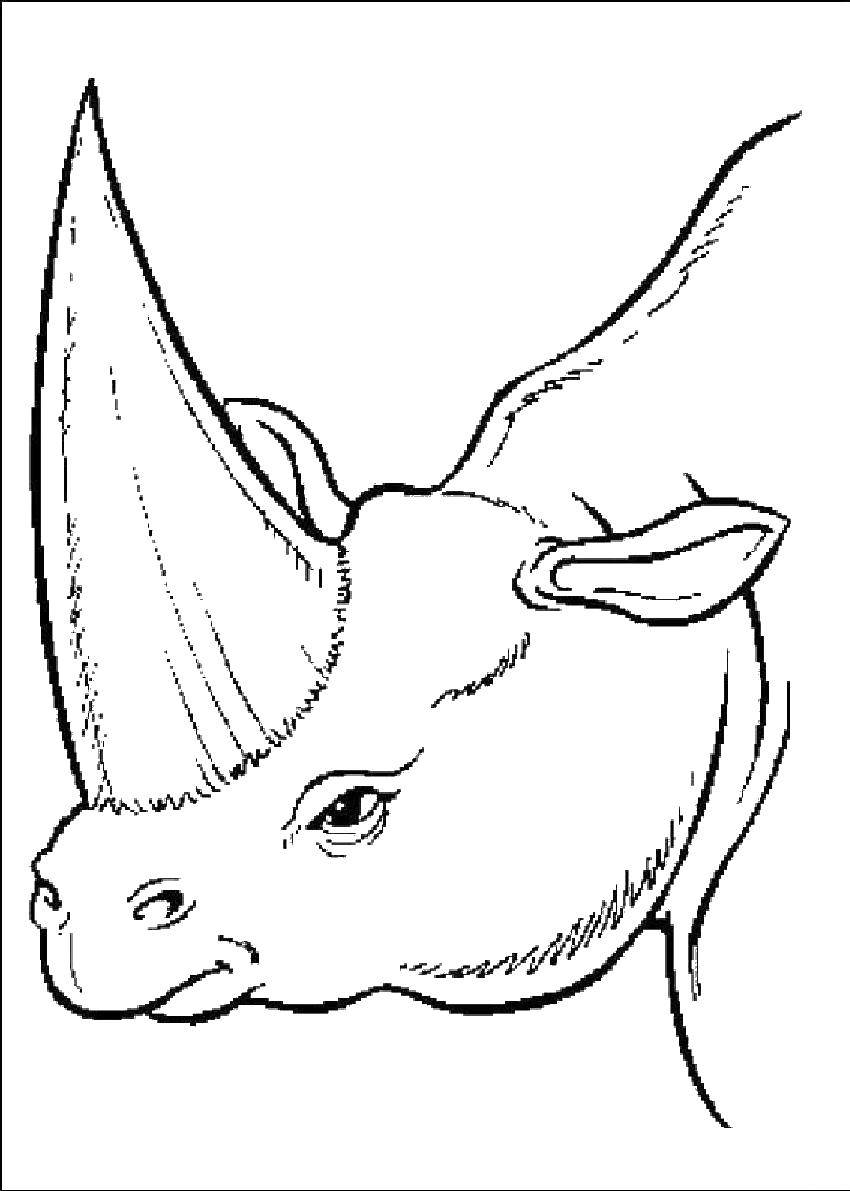 Раскраски носороги  Носорог