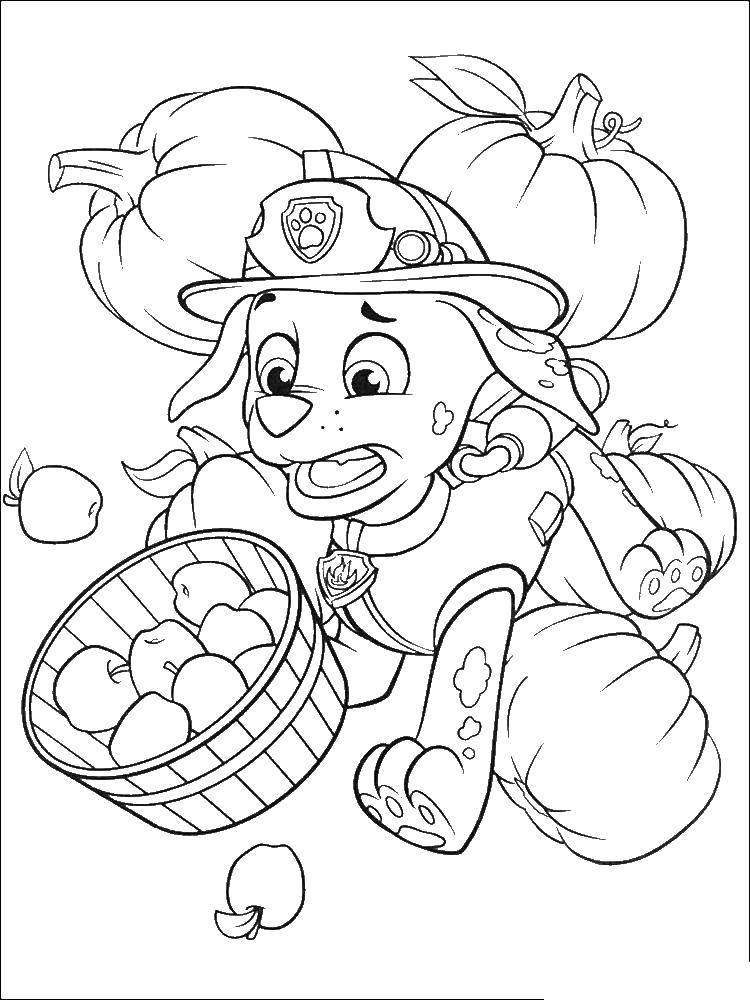   Маршалл щенок долматинца в пожарной форме и каске собирает яблоки