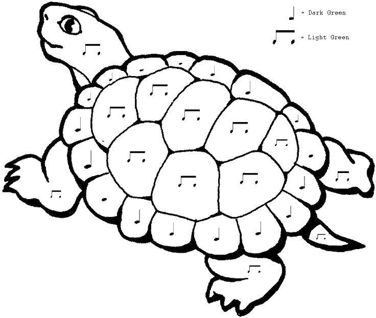 Раскраски черепаха  Черепаха с нотами на панцере