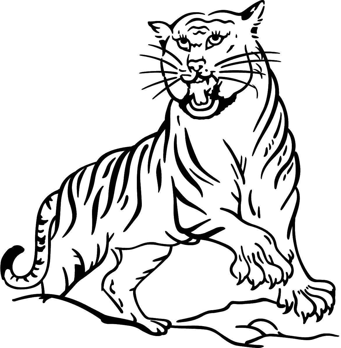  Тигр
