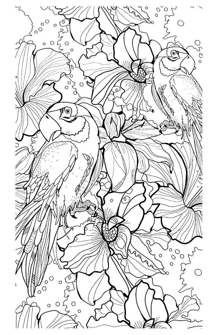 Раскраска попугай  Попугаи в цветах