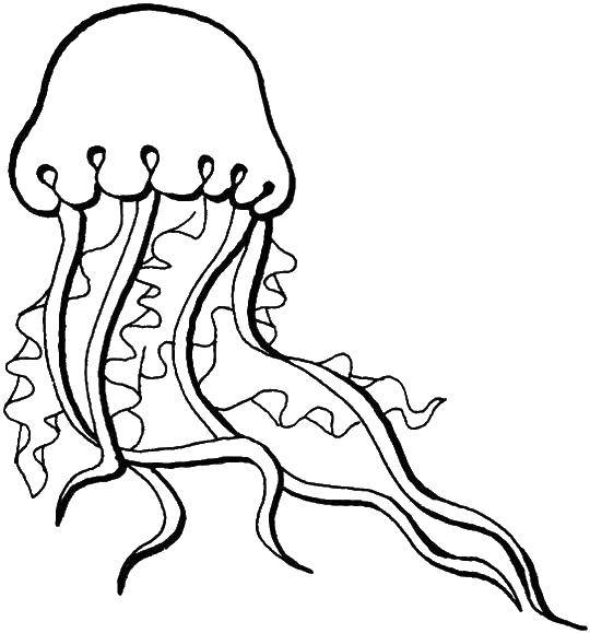   Медуза в океане