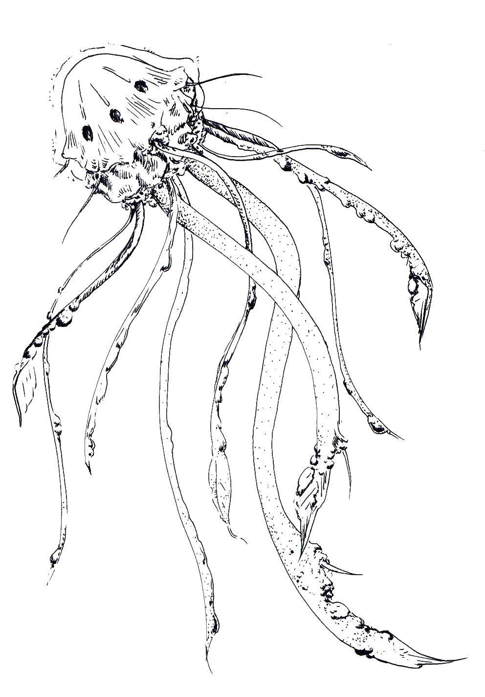   Страшная медуза