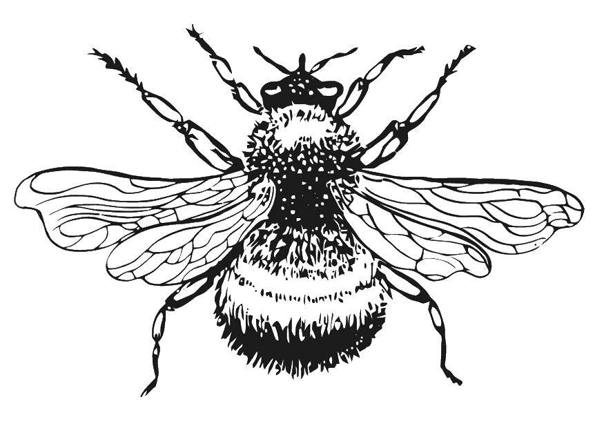   Пчела