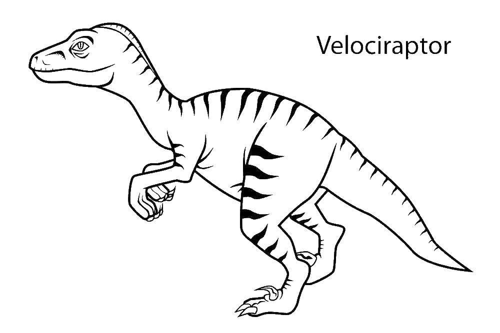 Раскраски с динозавром раптор  Динозавр велоцераптор