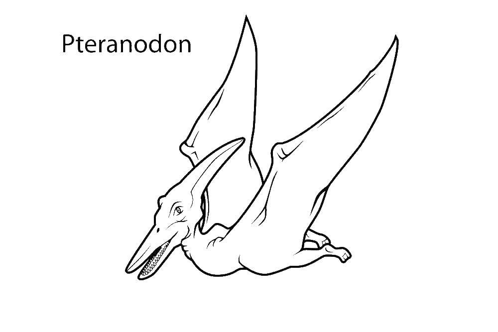   Птеранодон