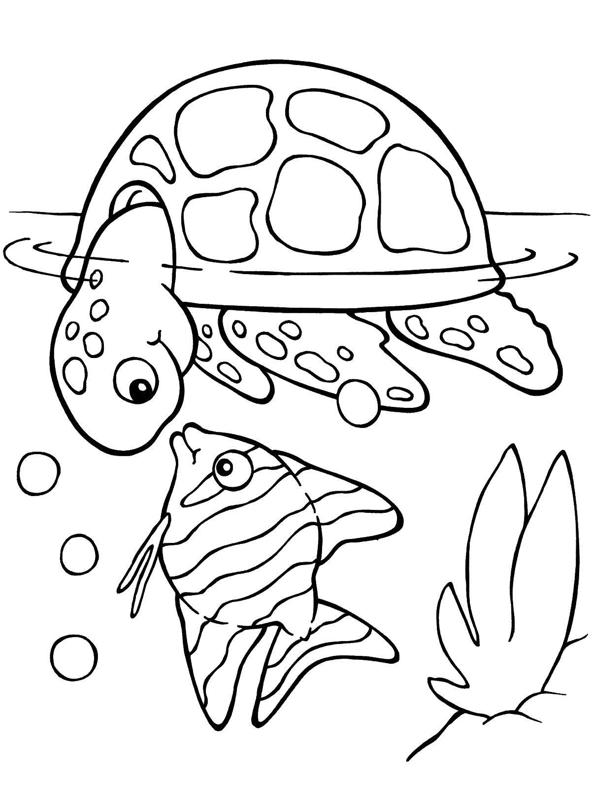 Раскраски черепаха  Черепаха с рыбкой