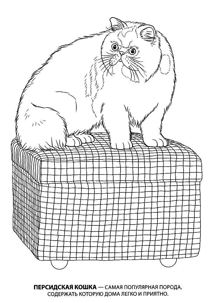   Персидская кошка
