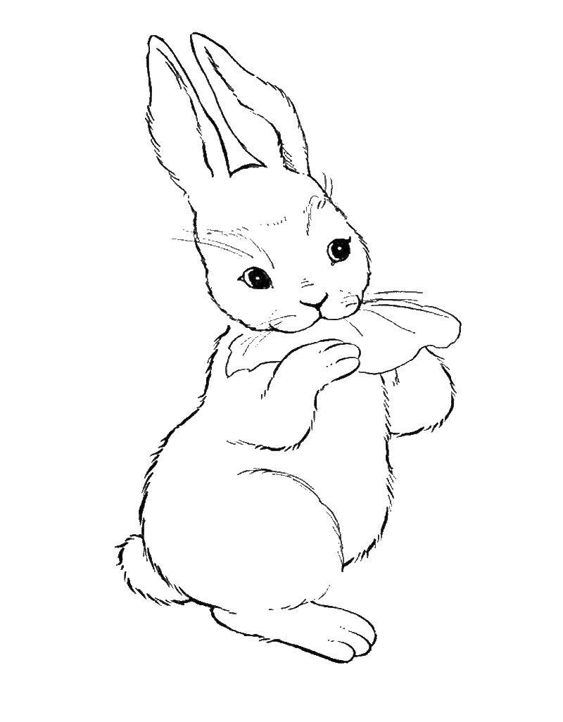Раскраски зайчата и зайцы  Зайчик кушает капусту