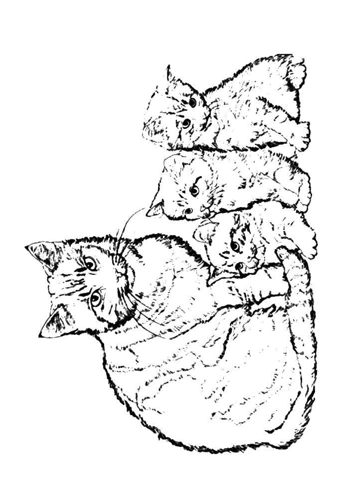   Кошка с котятами