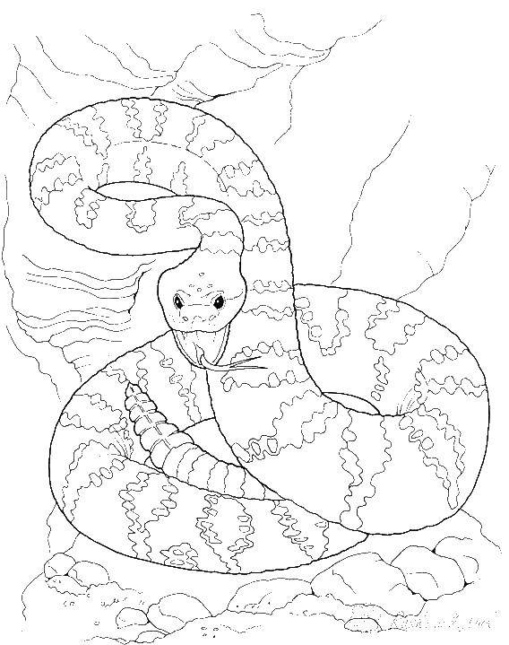 Раскраски змея  Злая змея