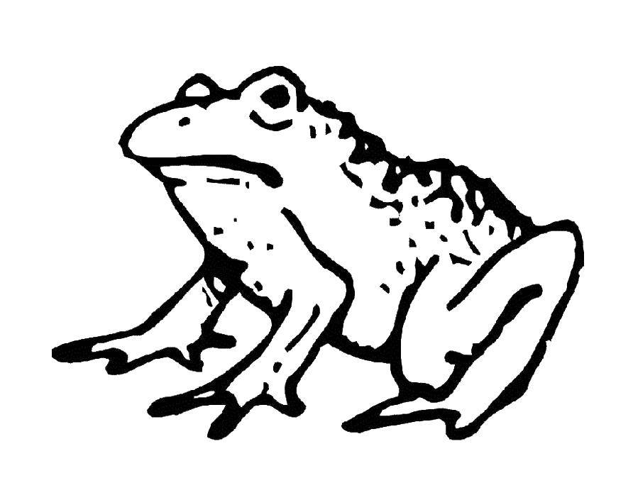 Раскраски лягушки, жабы  Лягушка