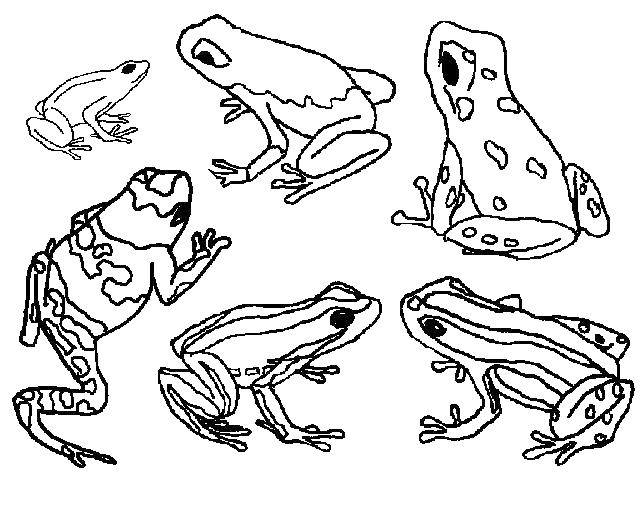 Раскраски лягушки, жабы  Разные окраски лягушек