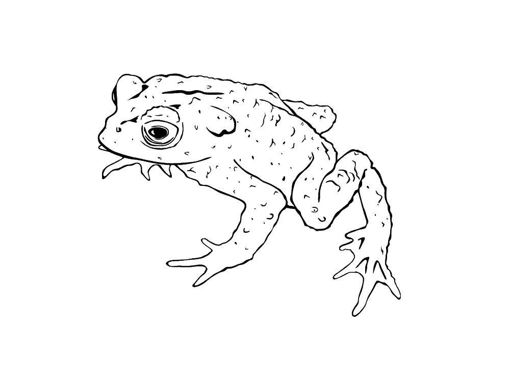 Раскраски лягушки, жабы  Бородавчатая жаба