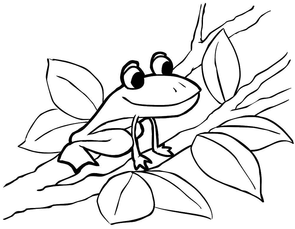 Раскраски лягушки, жабы  Лягушка сидит на дереве