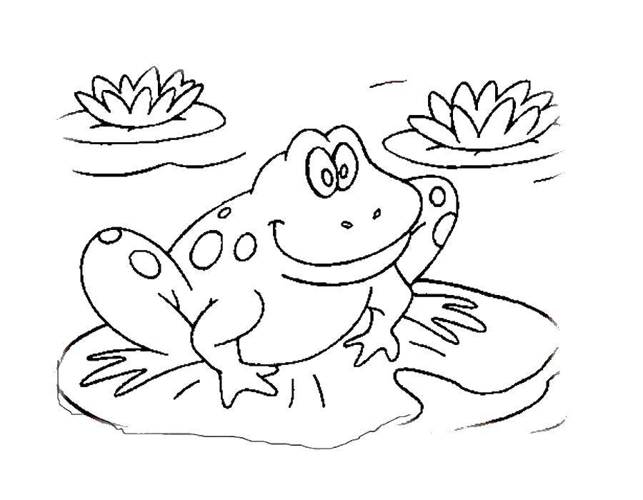 Раскраски лягушки, жабы  Лягушка в пруду