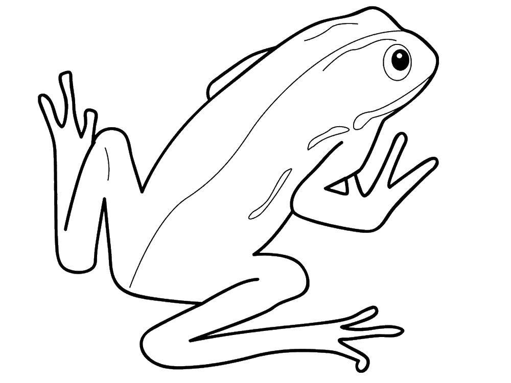 Раскраски лягушки, жабы  Лягушка