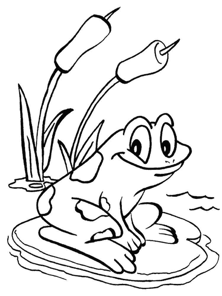 Раскраски лягушки, жабы  Счастливый лягушонок