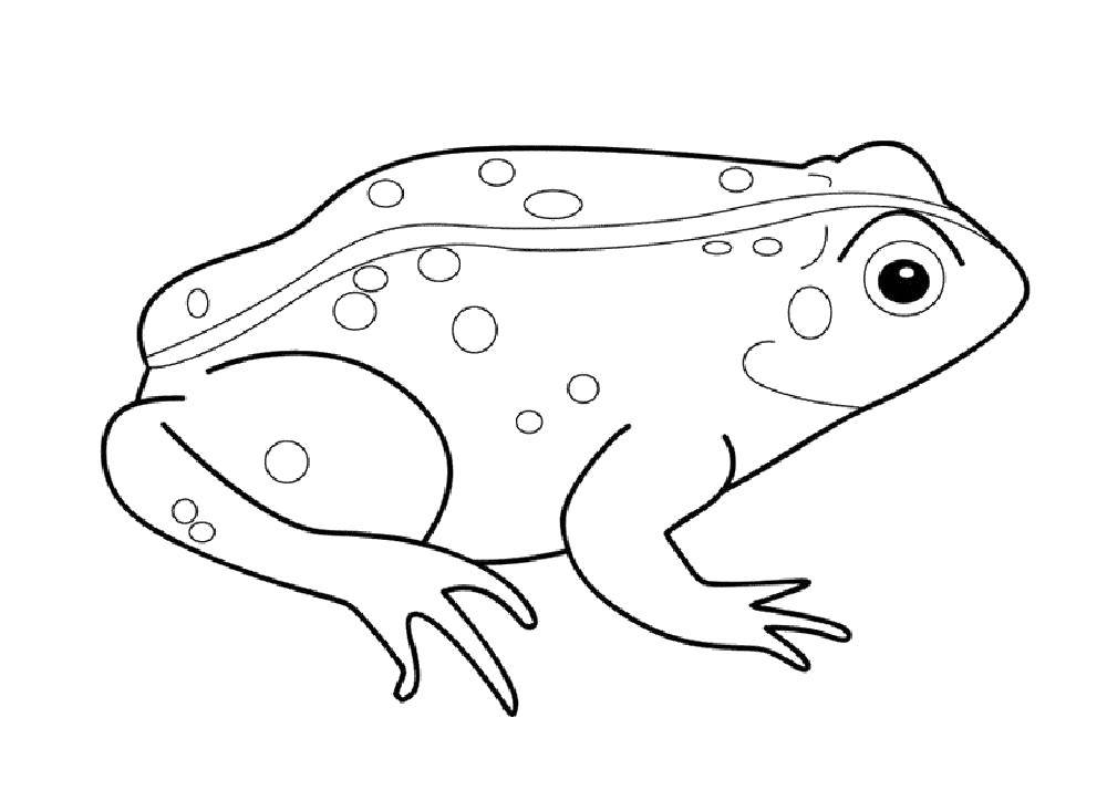 Раскраски лягушки, жабы  Жаба