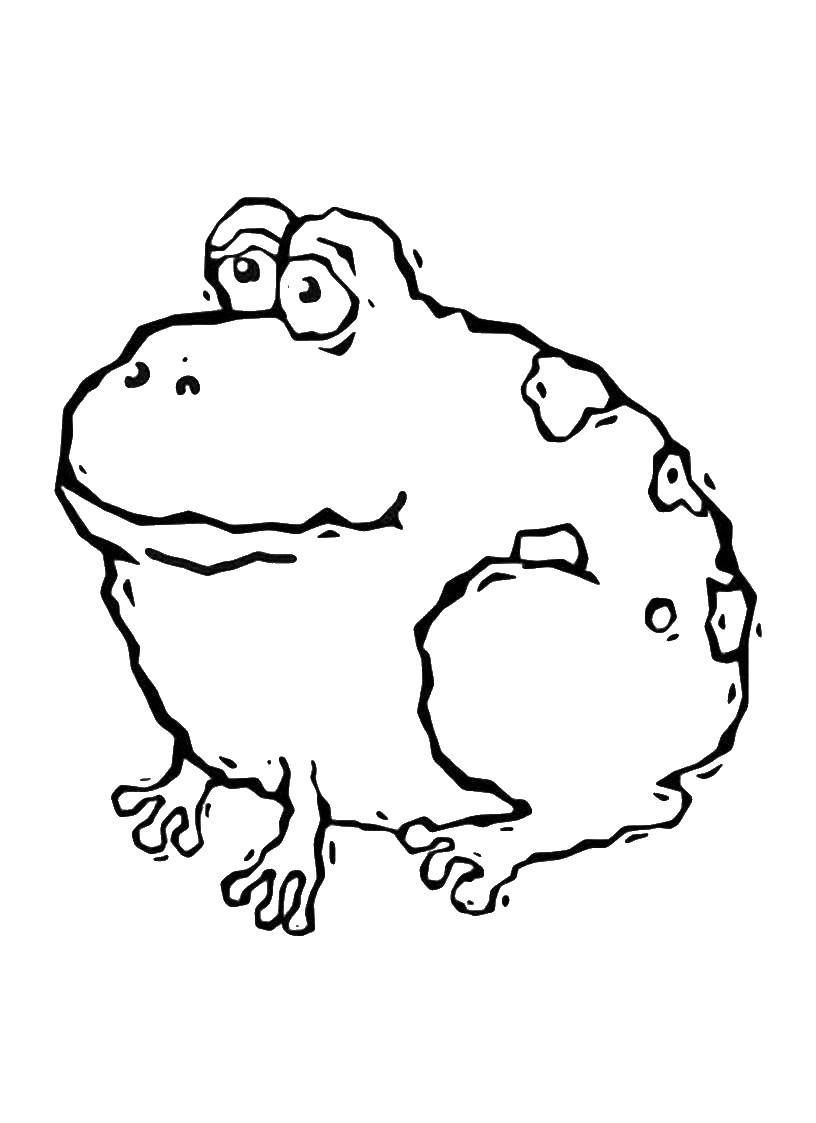   Большая жаба