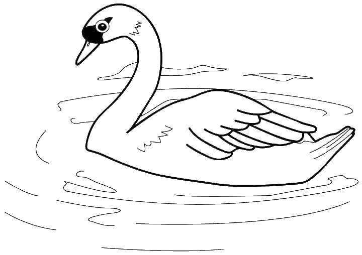 Раскраска лебедь  Лебедь
