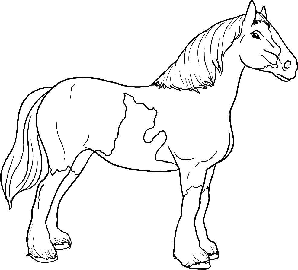   Лошадь