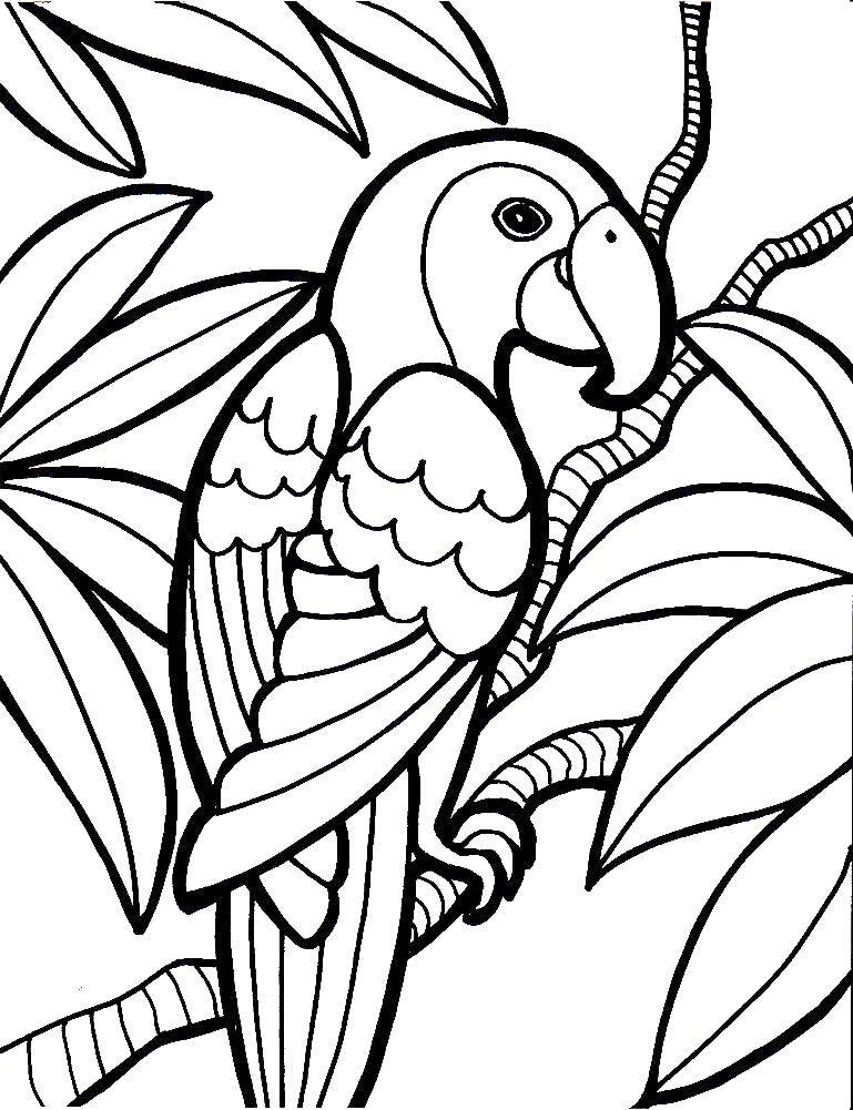 Раскраска попугай  Попугай
