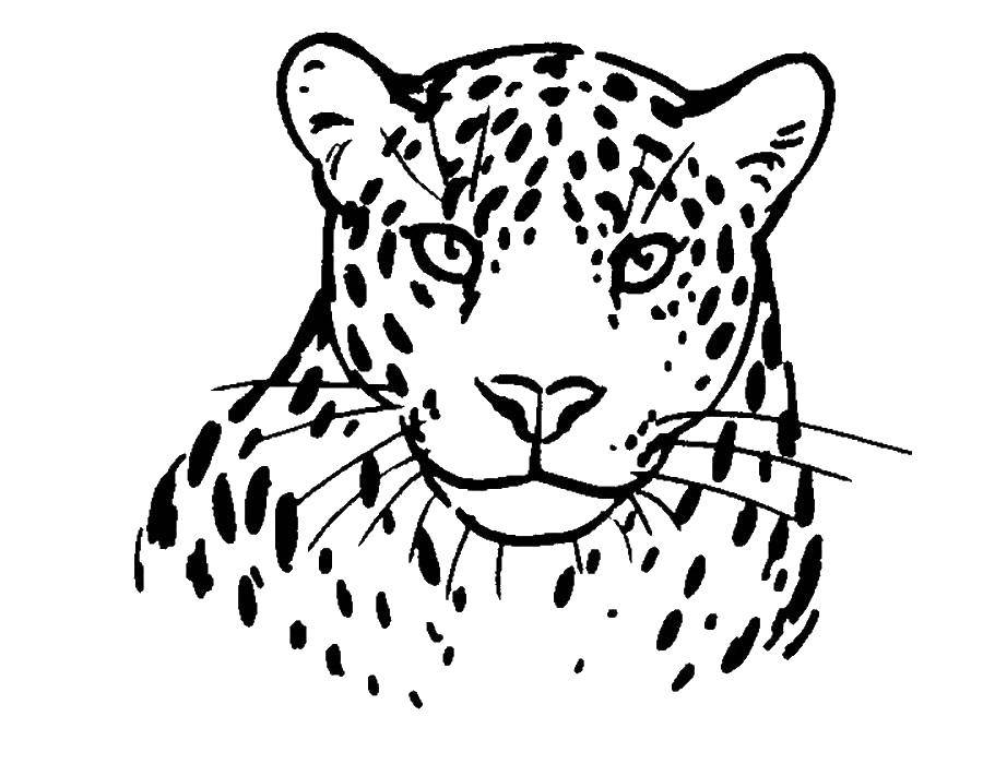 Раскраски леопард  Барс