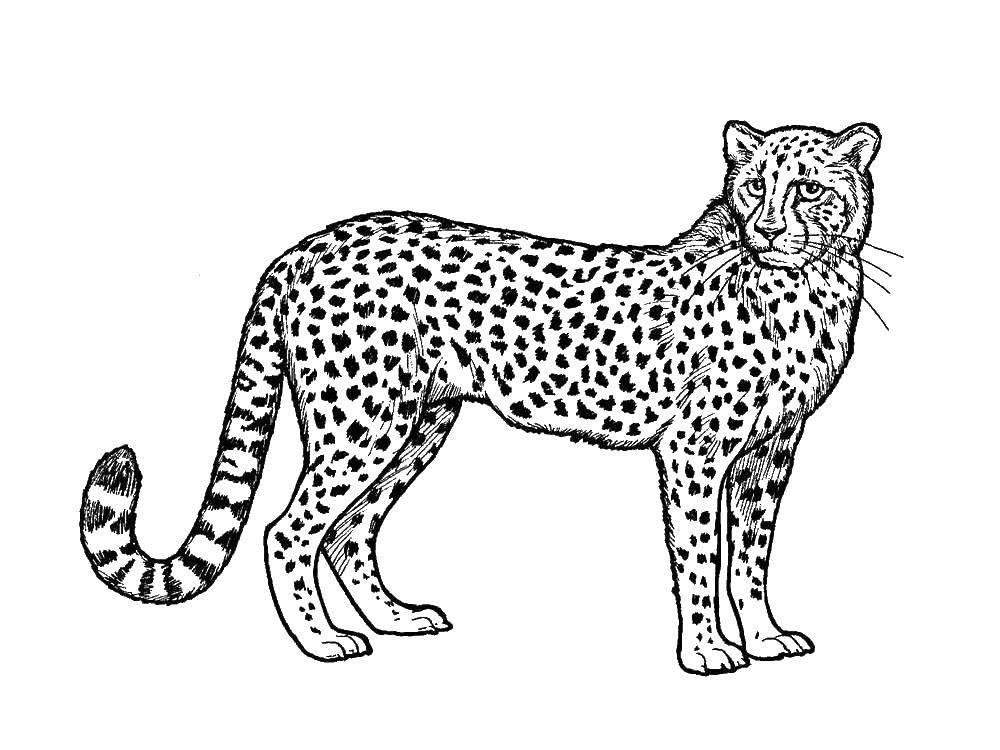 Раскраски леопард  Леопард