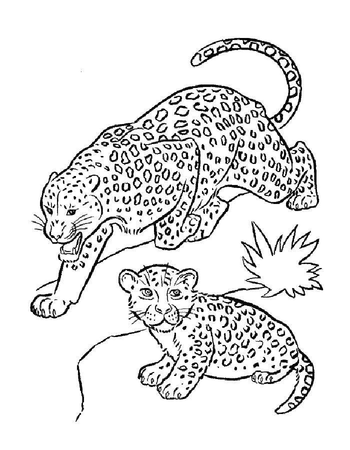 Раскраски леопард  Леопарды