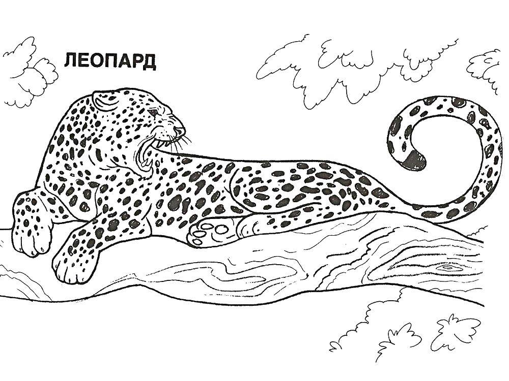 Раскраски леопард  Леопард на дереве