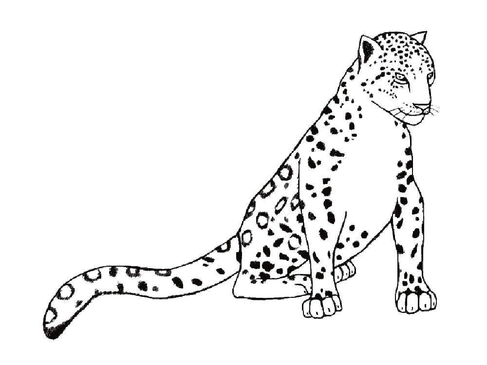 Раскраски леопард  Леопард