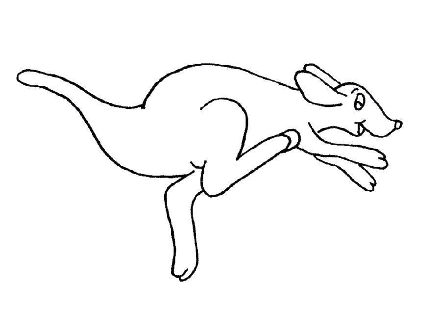 Раскраски кенгуру и кенгурята  Кенгуру бежит