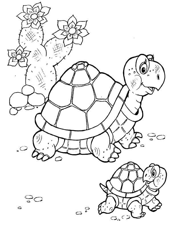Раскраски черепаха  Черепаха с черепашонком