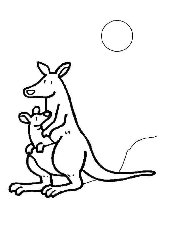 Раскраски кенгуру и кенгурята  Кенгуру с кенгуренком в кармане