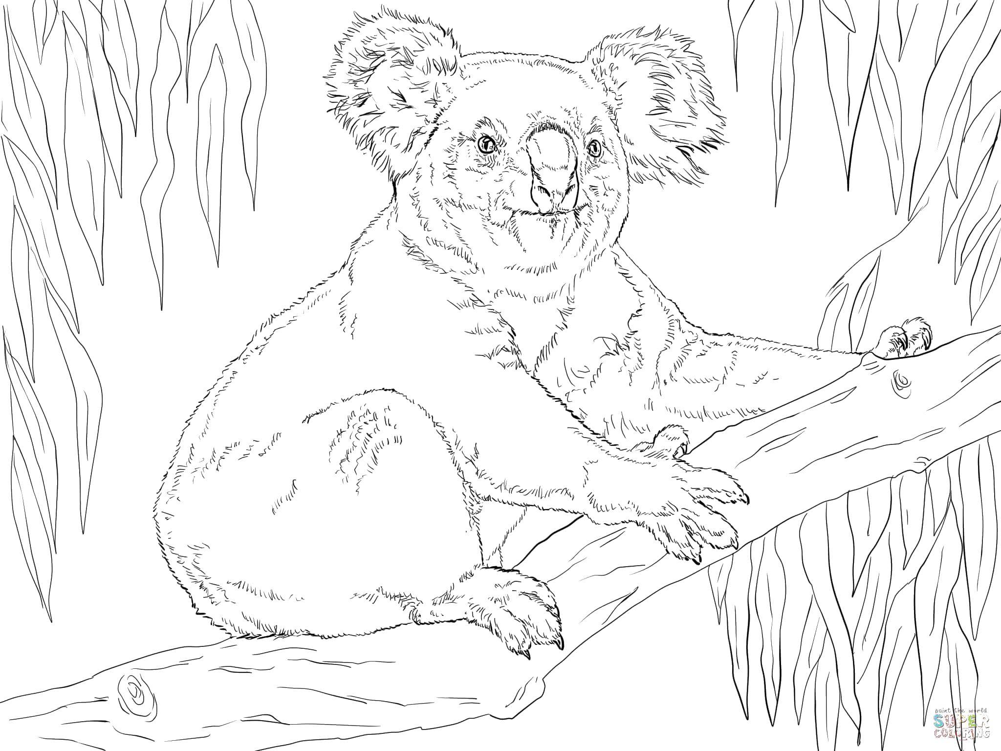 Раскраска коала – Развивающие иллюстрации