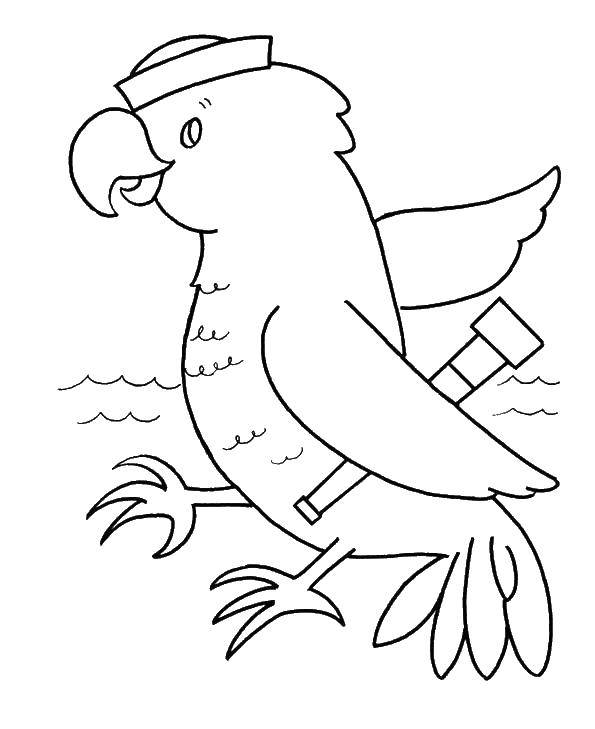 Раскраска попугай  Попугай моряк