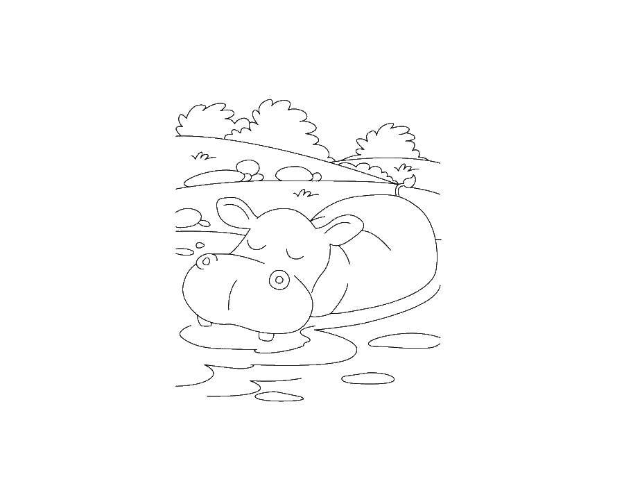 Раскраски бегемоты и гиппопотамы   Бегемот спит в воде